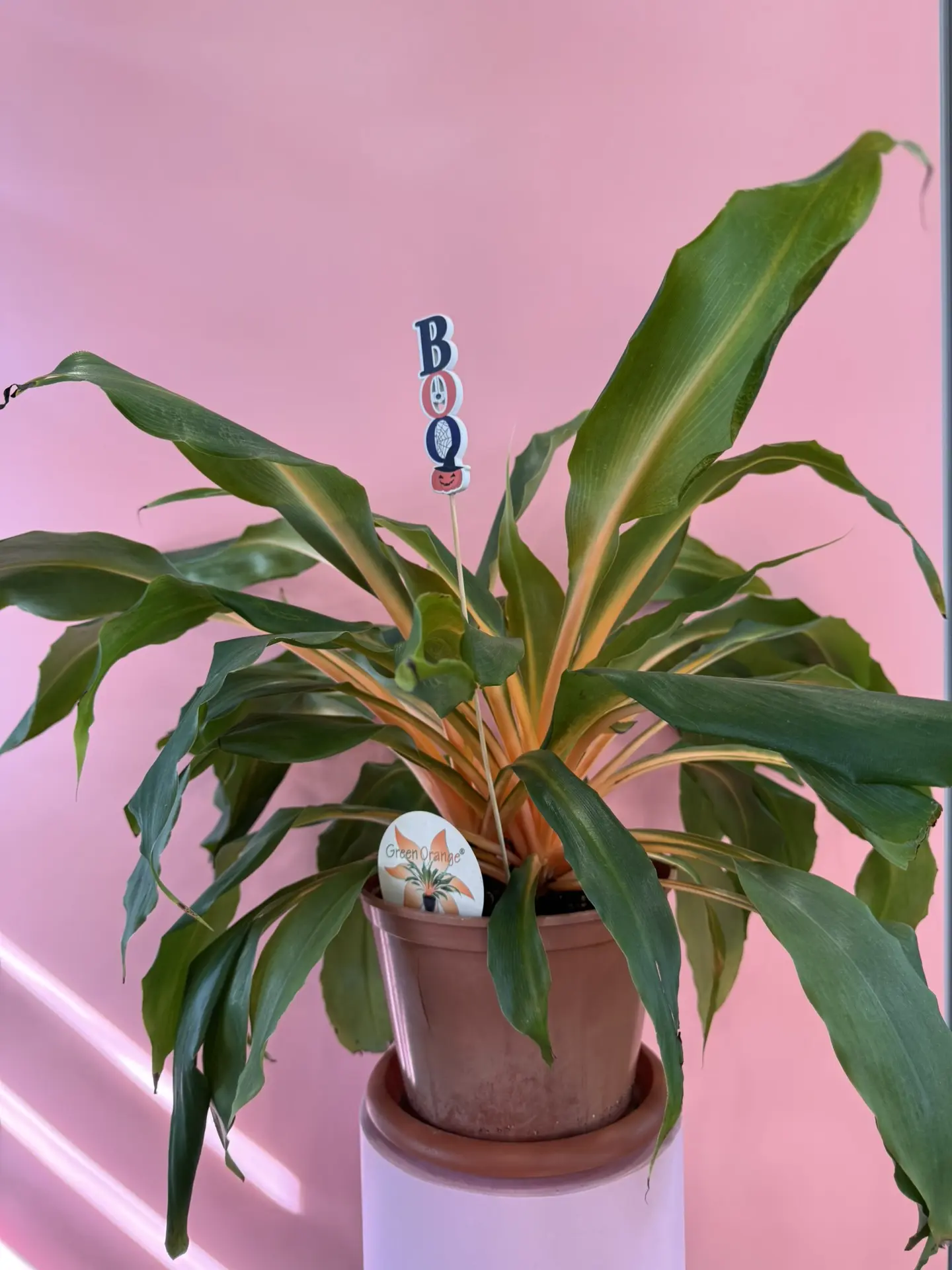 26